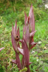 Bilamellaria