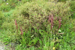 Bilamellaria