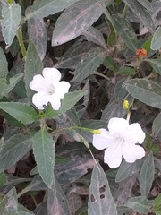 Ruellia simplex