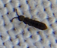 Isotomoidea