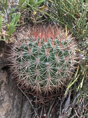 Eriosyce curvispina