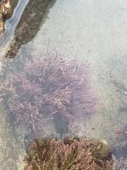 Lithothrix aspergillum