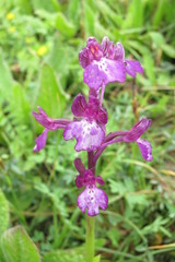 Anacamptis boryi