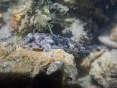 Opalescent Sandgoby photo 4