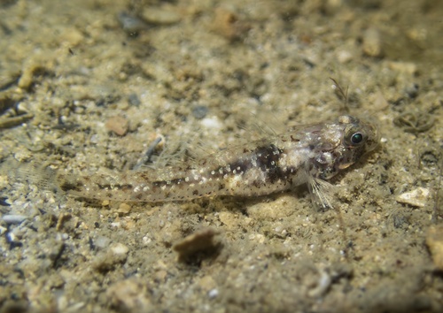 Favonigobius opalescens observed 2025-10-10