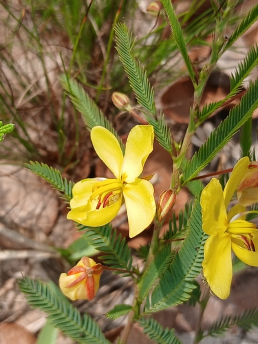 Fishbone cassia
