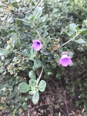 Prostanthera rotundifolia