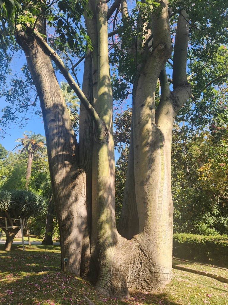 The False Kapok of the Botanical Garden