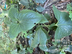 (c) 謝麗霦, some rights reserved (CC BY) Typhonium roxburghii, photograph (c) 謝麗霦, some rights reserved (CC BY)