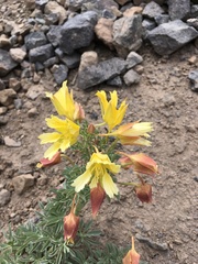 Tropaeolum polyphyllum