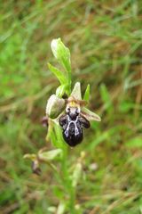 Ophrys cretica