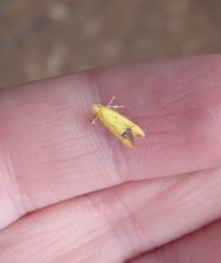 Gymnobathra flavidella