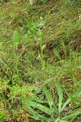 Ophrys cretica