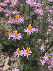 Schizanthus hookeri