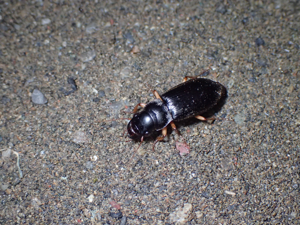 オオゴモクムシ