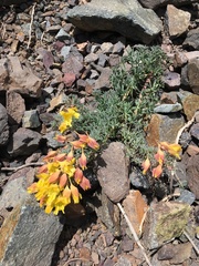 Tropaeolum polyphyllum