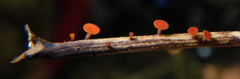 Leotiomycetes