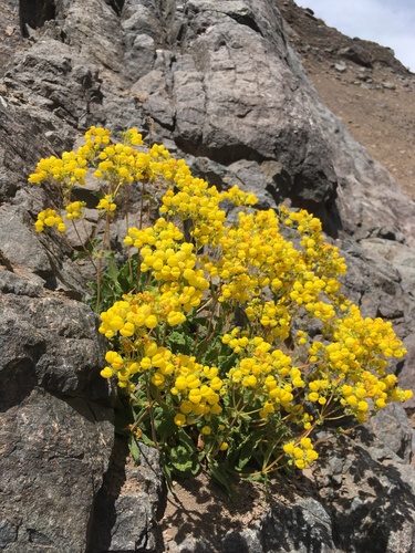 Calceolaria andina, photograph 4