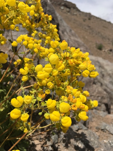 Calceolaria andina, photograph 3
