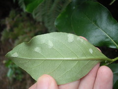 Phyllocoptes coprosmae