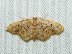 Idaea inquinata