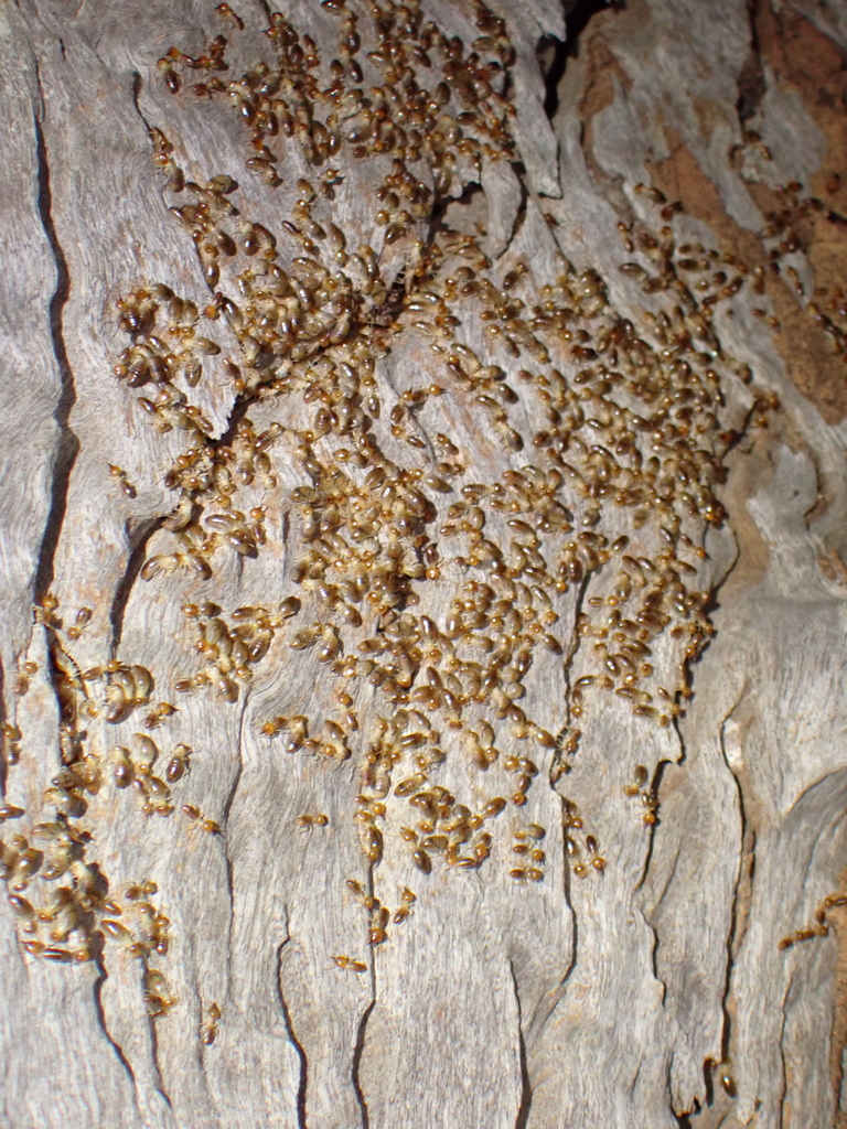 Nasutitermes centraliensis