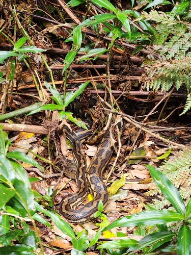Coastal Carpet Python sighting