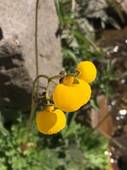 Calceolaria filicaulis