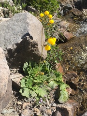 Calceolaria filicaulis