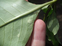 Phyllocoptes coprosmae