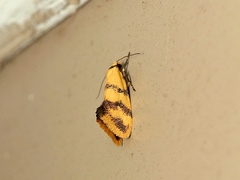 Psaroxantha basilica