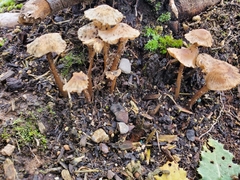 Fungi
