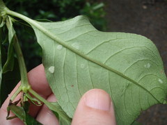 Phyllocoptes coprosmae