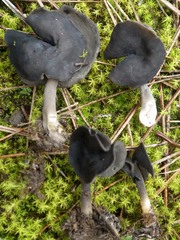 Helvella atra