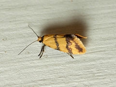 Psaroxantha basilica