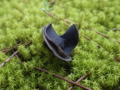 Helvella atra
