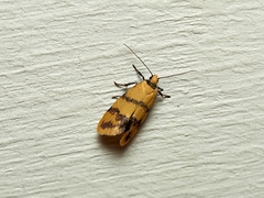 Psaroxantha basilica