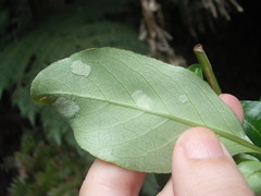 Phyllocoptes coprosmae