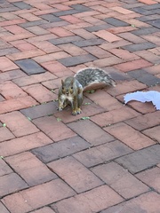 Sciurus carolinensis