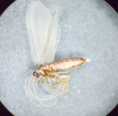 Agapetus iridipennis