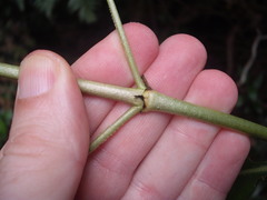 Phyllocoptes coprosmae