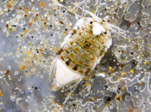 (Ancinus)