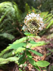 Pimelea ligustrina