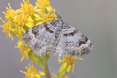 Xanthorhoe abrasaria