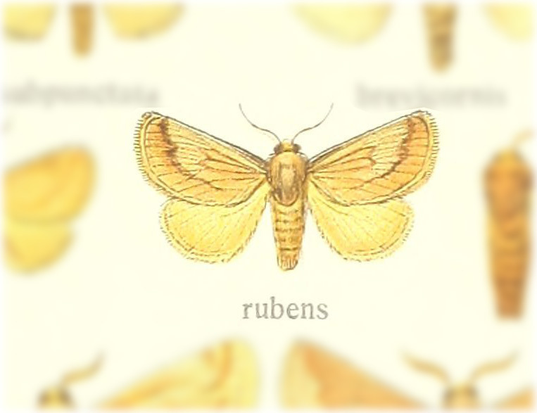 Perola rubens
