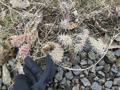 Opuntia × columbiana