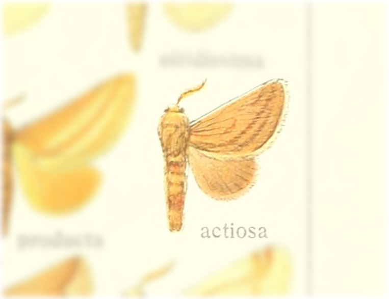 Perola actiosa