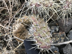 Opuntia × columbiana