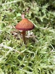Conocybe filaris