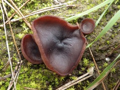 Peziza badiofusca